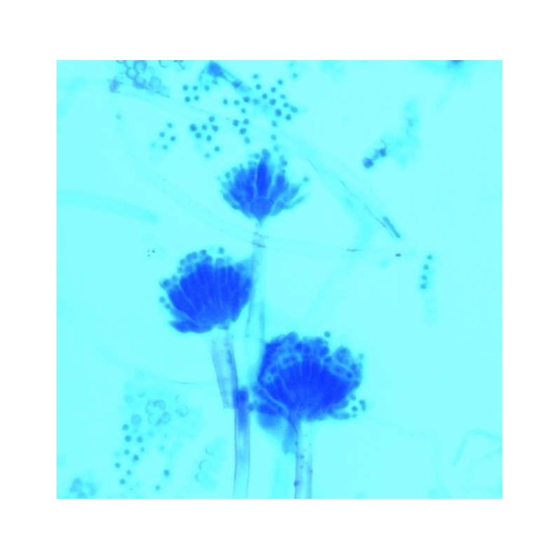 LACTOPHENOL BLEU SOLUTION DE COLORATION FONGIQUE 100ML SIGMA-ALDRICH