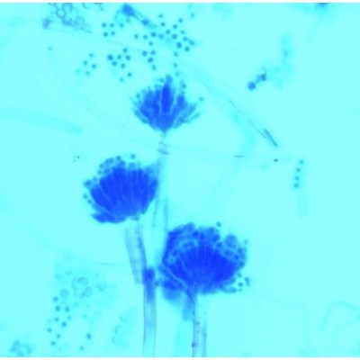 LACTOPHENOL BLEU SOLUTION DE COLORATION FONGIQUE 100ML SIGMA-ALDRICH